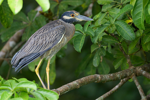 Yellow-crowned Night-Heron