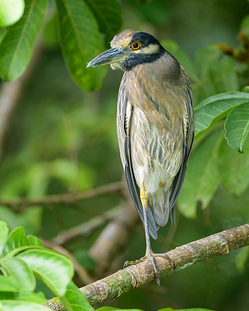 Yellow-crowned Night-Heron