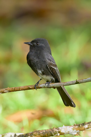Black Phoebe