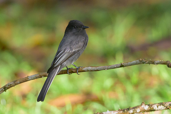Black Phoebe