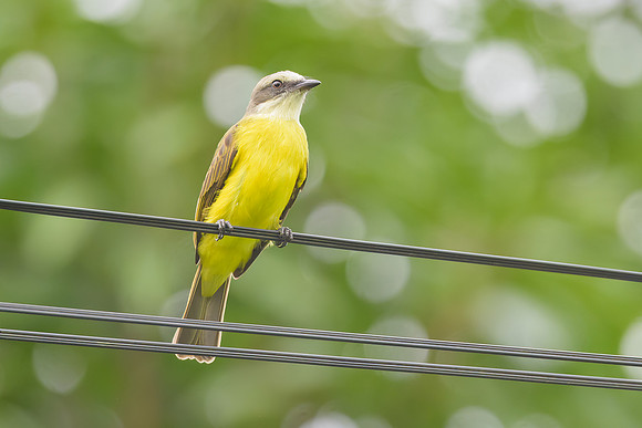 Gray-capped Flycatcher