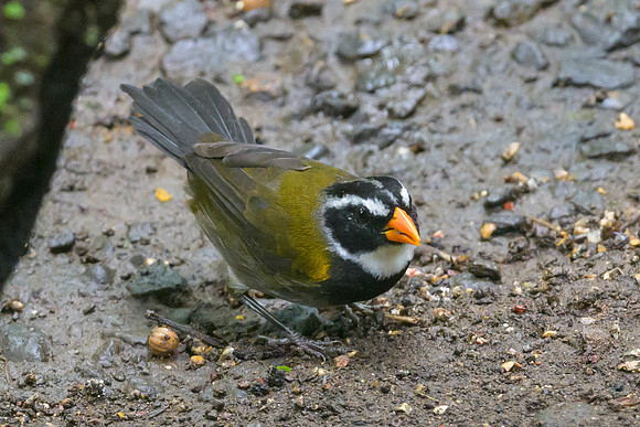 Orange-billed Sparrow