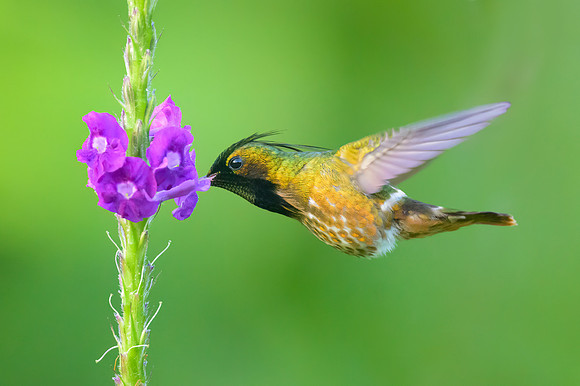 Black-crested Coquette