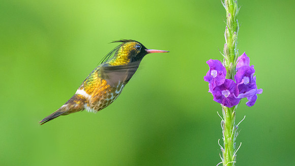 Black-crested Coquette