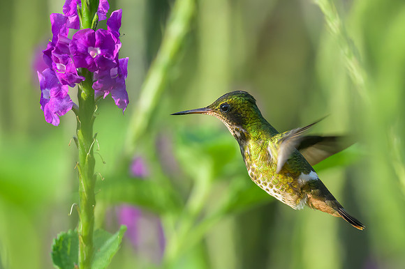 Black-crested Coquette