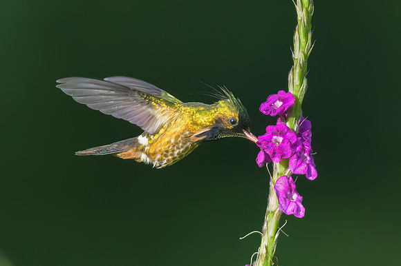 Black-crested Coquette