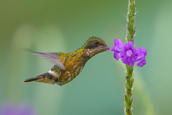 Black-crested Coquette