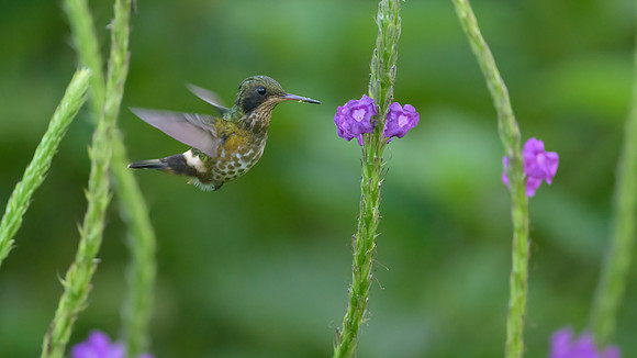 Black-crested Coquette