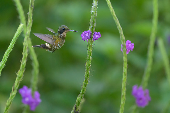 Black-crested Coquette