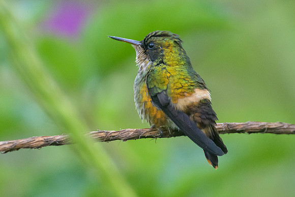 Black-crested Coquette
