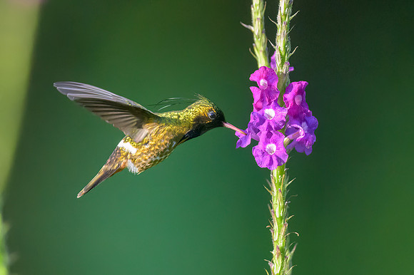 Black-crested Coquette
