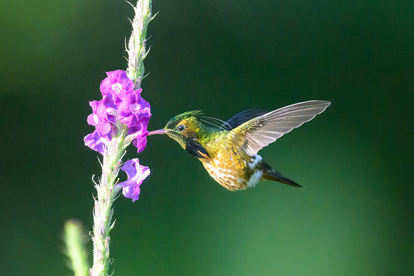 Black-crested Coquette