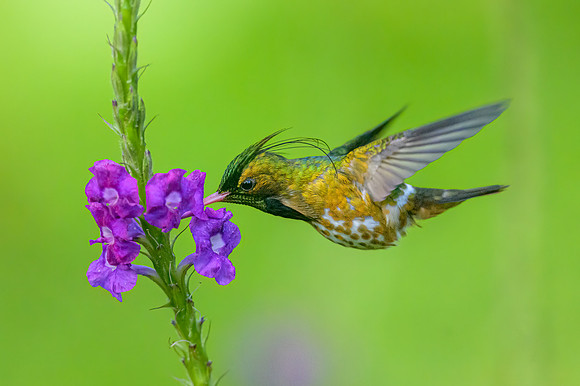 Black-crested Coquette