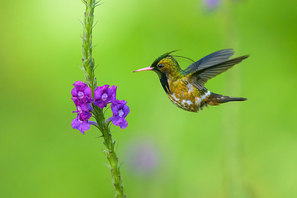 Black-crested Coquette
