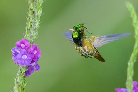 Black-crested Coquette