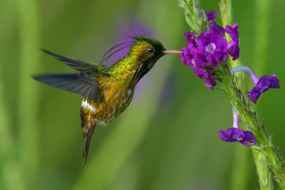 Black-crested Coquette