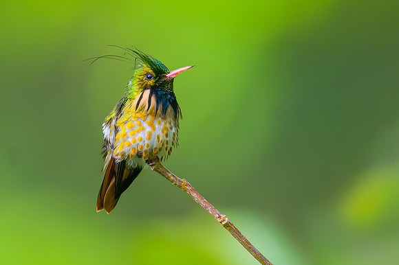 Black-crested Coquette