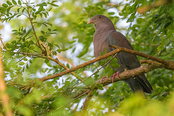 Red-billed Pigeon