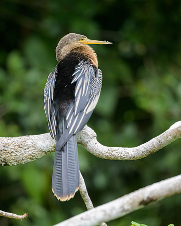 Anhinga