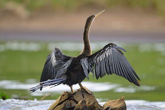 Anhinga