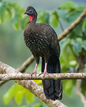 Crested Guan