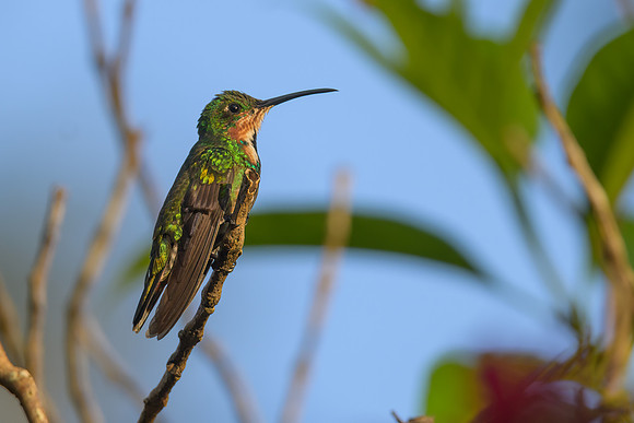Green-breasted Mango