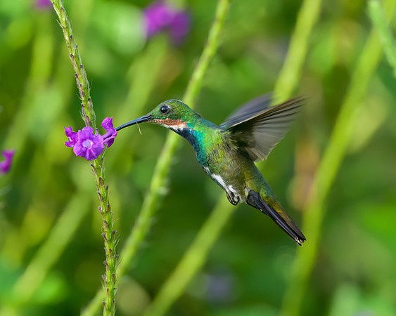 Green-breasted Mango