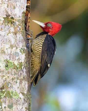 Pale-billed Woodpecker