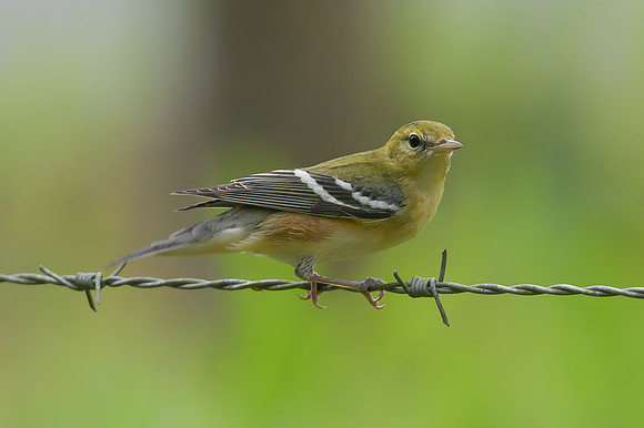 Bay-breasted Warbler