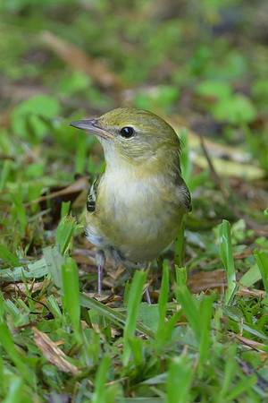 Bay-breasted Warbler