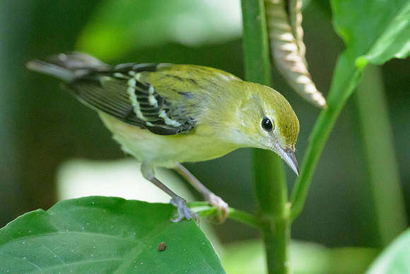 Bay-breasted Warbler