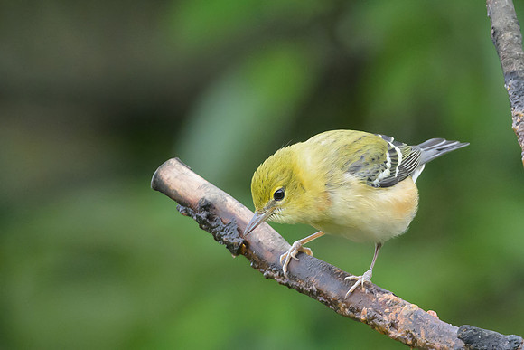 Bay-breasted Warbler