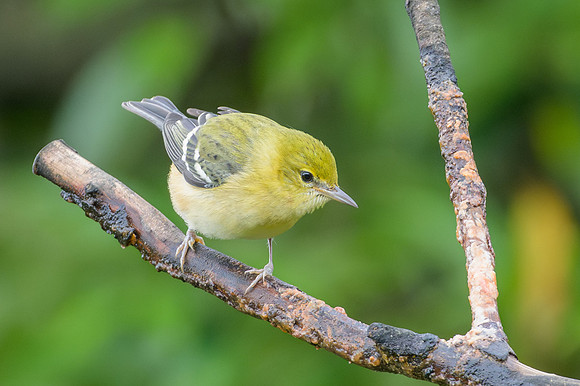 Bay-breasted Warbler