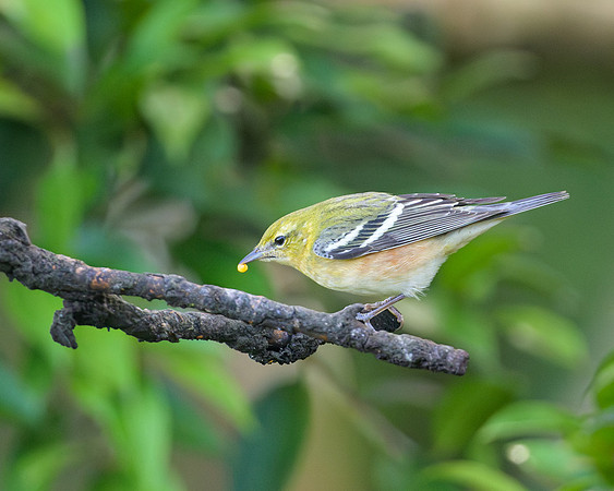 Bay-breasted Warbler