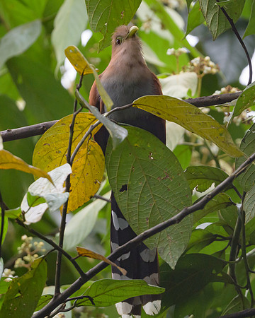 Squirrel Cuckoo