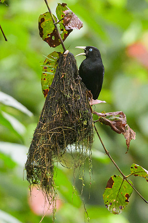 Scarlet-rumped Cacique
