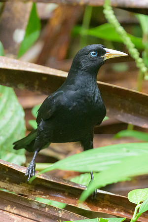 Scarlet-rumped Cacique