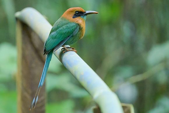 Broad-billed Motmot