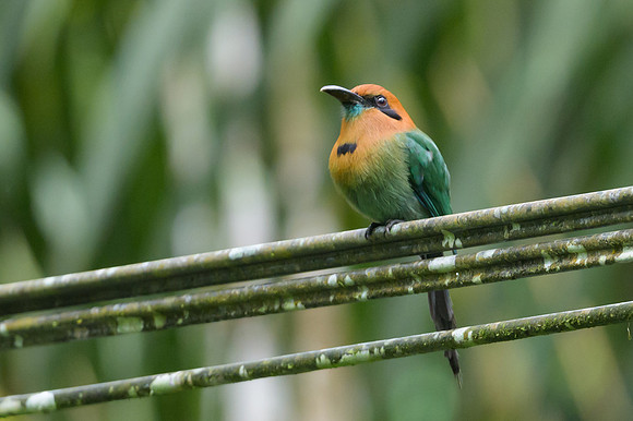 Broad-billed Motmot