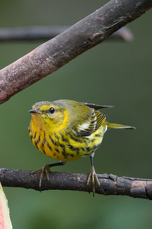 Cape May Warbler