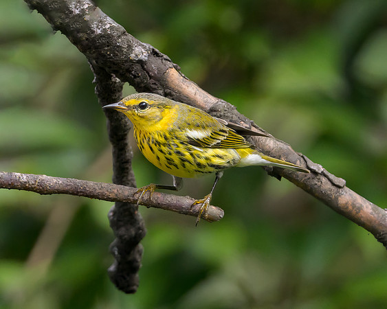 Cape May Warbler