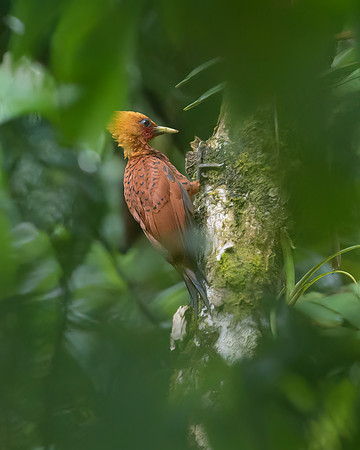 Chestnut-coloured Woodpecker