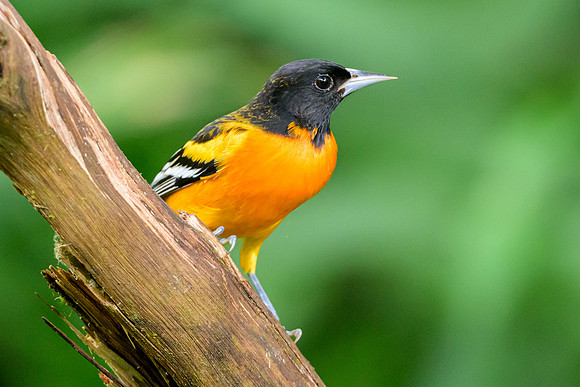 Baltimore Oriole