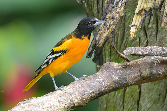 Baltimore Oriole