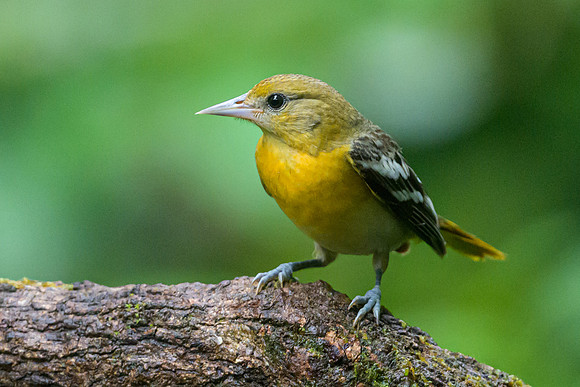 Baltimore Oriole