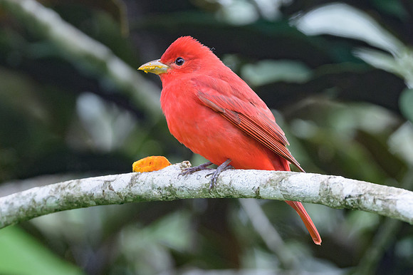 Summer Tanager