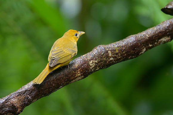 Summer Tanager