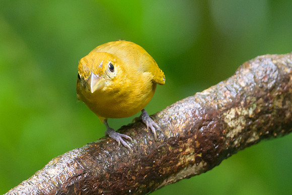 Summer Tanager