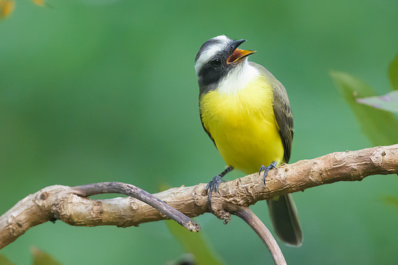 Social Flycatcher