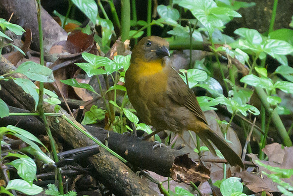 Red-throated Ant-Tanager
